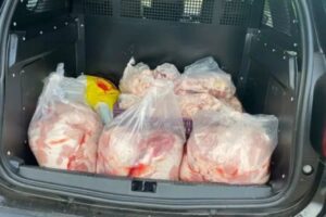 Abatedouro é investigado por misturar carne de cavalo com porco