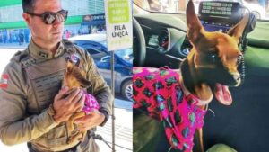 Animais abandonados em carros: advogado informa que tutor pode ser responsabilizado por crime de maus tratos