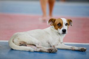 Governo realiza agendamento para castração solidária de animais domésticos, na área do Prosamin+
