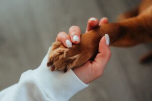 Câmara aprova projeto que incentiva a adoção de animais