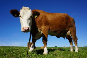 Ministério da Agricultura investiga suspeita de vaca louca no Pará