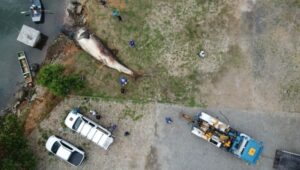 Maior peixe do mundo, tubarão-baleia de 12 toneladas é encontrado morto no ES