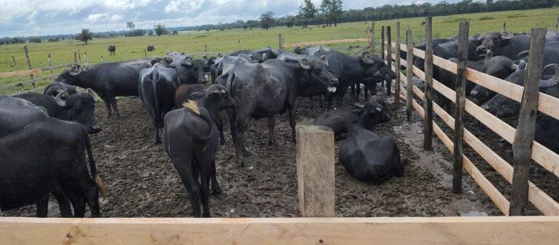 ADAF FEBRE AFTOSA ADAF FEBRE AFTOSA