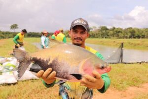 Piscicultura ganha impulso no interior com apoio do Governo do Amazonas