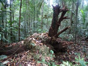 Com apoio do Governo do AM, estudo identifica diminuição da emissão de carbono em períodos de seca