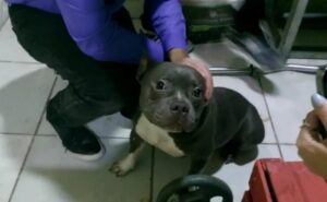 CHOCANTE: homem que obrigava companheiras a ter relações sexuais com cachorros filmava e divulgava imagens