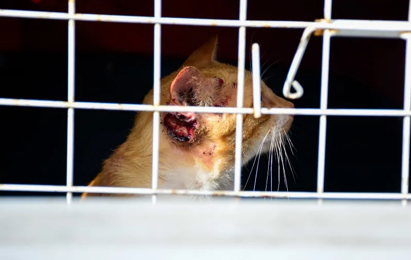 esporotricose manaus amazonas doenca gatos humanos