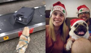 Latam é condenada pela justiça após negar embarque de cão de apoio psiquiátrico