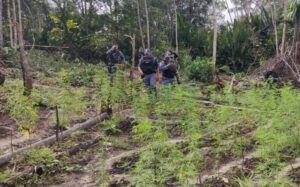 Polícia destrói plantação com cerca de 2 mil pés de maconha, no AM