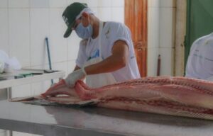Com peixes a partir de R$14 o quilo, Feira do Pirarucu acontece neste sábado em Manaus