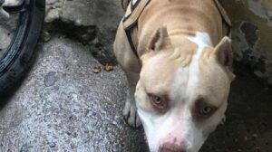 Homem paga fiança de R$ 3 mil e vai responder em liberdade por matar pitbull, em Manaus
