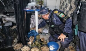 Polícia desmonta laboratório de cultivo de drogas, em Manaus