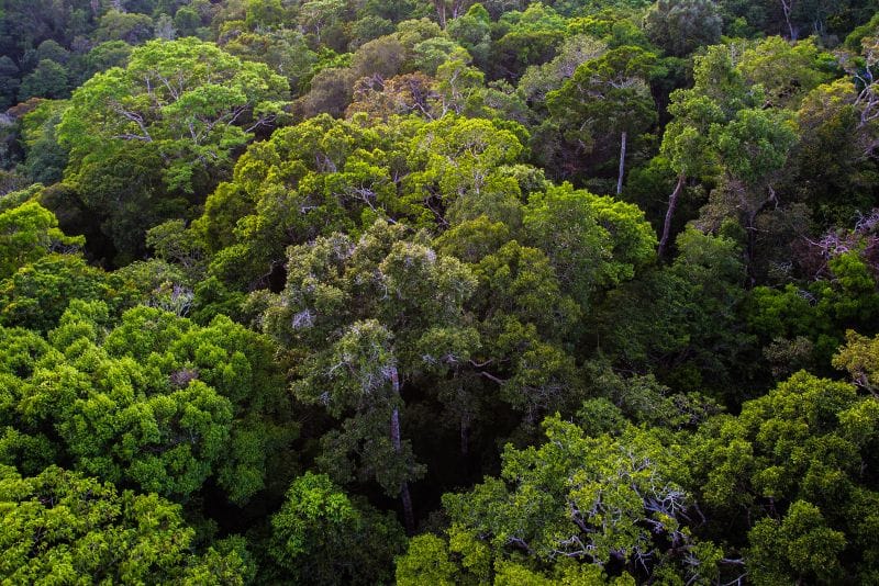 Sema floresta Sema floresta