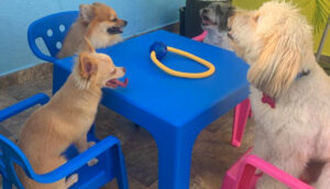 Conheça a Dog Inn Baby, uma ampla creche em Manaus para o seu dog se divertir enquanto você viaja