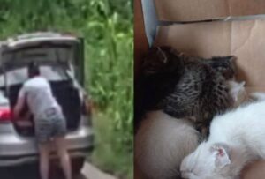 Vídeo flagra momento em que mulher abandona caixa com vários filhotes de gato em Avenida