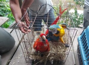 Mais de 20 animais silvestres utilizados como atração turística são apreendidos, no AM