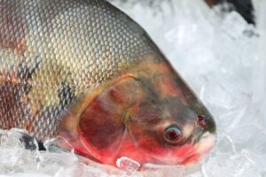 Confira os cuidados necessários na compra de pescados para a Semana Santa