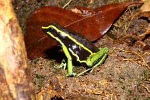 Pesquisa obtém dados biológicos de espécies da flora e fauna amazônica em projeto do AM