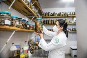 Estudo analisa perfil clínico inflamatório de pacientes envenenados por picada de cobra
