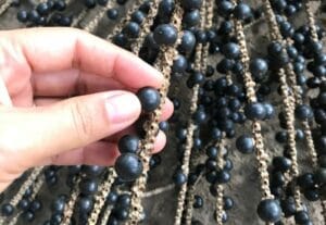 Pesquisa analisa espécies de açaís encontrados na Amazônia