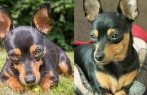 Pinscher morre após salvar 4 crianças de serem atacadas por rottweiler: ‘Ferimentos muito graves’