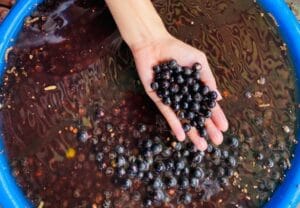 Após polêmica, COP30 vai permitir pratos paraenses como açaí e tucupi