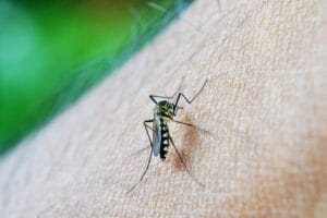 Brasileiro criador do “Aedes” que bloqueia dengue é eleito pela Nature
