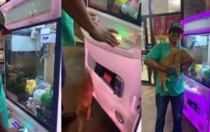 Homem ‘pesca’ gato de verdade em máquina de pelúcias no MS; veja vídeo