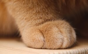 Crueldade: menina de 13 anos coloca fogo em um gatinho durante transmissão em app de mensagens