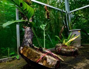 Pesquisa elabora banco de dados sobre grupo de plantas amazônicas pouco conhecidas
