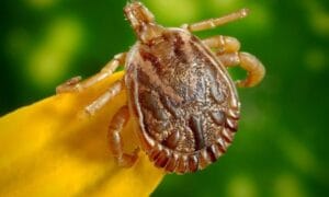 Saiba como evitar contato com o carrapato que causa a febre maculosa