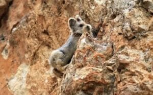 Pika, de apenas 20 cm, entra para lista de animais ameaçados de extinção 