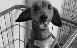 Crueldade: cachorro chamado ‘Pingo’ é esfaqueado e arremessado de prédio