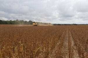Presença de soja está proibida a partir desta quinta-feira no Amazonas (15)