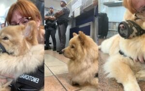 Empresa aérea descumpre ordem judicial e impede brasileira de viajar com seu cão de apoio emocional