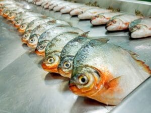 Presença de plástico é identificada no trato gastrointestinal em 6 espécies de peixes, aponta pesquisa do AM
