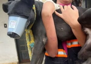Cachorra vítima de zoofilia é resgatada muito debilitada e homem de 55 anos é preso
