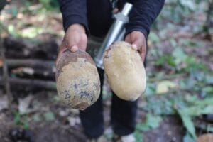 Amazonas e Pará unem forças contra a praga que ataca cacau e cupuaçu