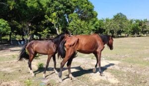 Desidratados, 6 cavalos em situação de maus tratos são resgatados em Rio Preto da Eva