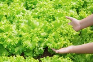 Verão amazônico: saiba como manter uma boa alimentação com as altas temperaturas
