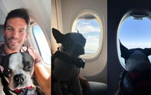 Gol Linhas Aéreas é condenada a permitir cão de apoio emocional na cabine de avião