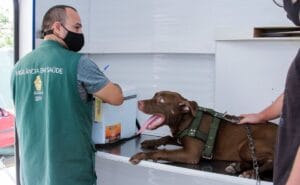 Manaus divulga novo calendário para castração de cães e gatos