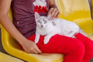 Em Manaus, CCZ orienta donos de pets sobre descarte de dejetos e relembra multa de R$ 134,77
