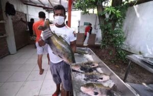 Tambaqui de origem sustentável será vendido a partir de R$ 10 neste final de semana em Manaus