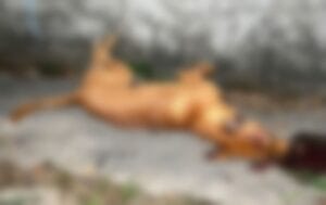 Cachorro é morto com tiro na cabeça durante abordagem policial na Zona Norte de Manaus
