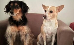 LATAM condenada a pagar 10 Mil Reais de indenização por negar transporte de cães para portugal