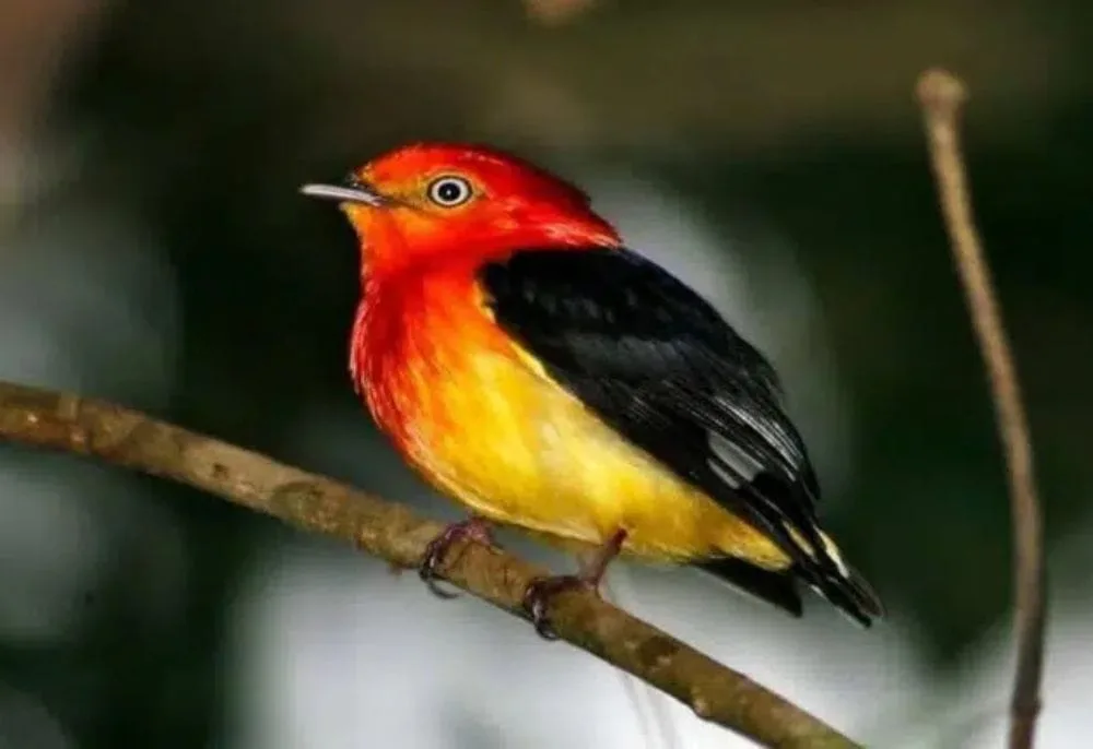 A história do Uirapuru: uma mensagem de amor, esperança e preservação