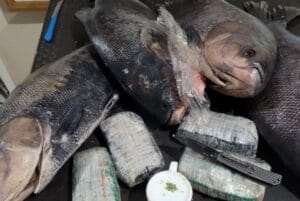 Drogas são apreendidas pela PF dentro de peixes congelados no Amazonas