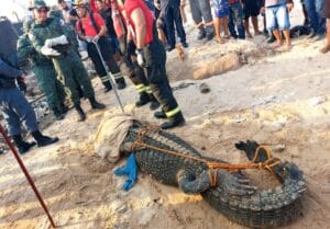 PM resgata jacaré na Manaus Moderna e encaminha ao Zoológico da Fametro