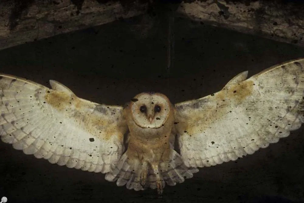 Som da morte: A lenda da rasga mortalha